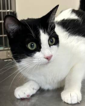 Mushu -  Domestic Short Hair Cat for Adoption in Ontario, New York - Mushu | PetCurious