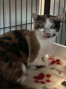 Francesca -  Domestic Short Hair Cat for Adoption in Toronto, Ontario - Francesca | PetCurious