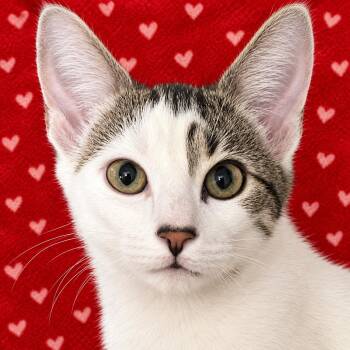 Sophie -  Domestic Short Hair Cat for Adoption in Austin, Texas - Sophie | PetCurious
