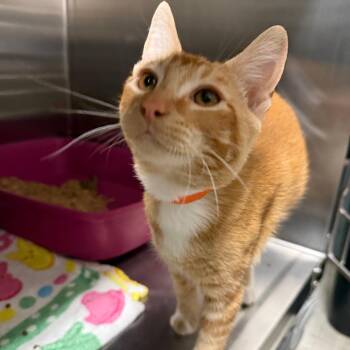 Lucerne -  Domestic Short Hair Cat for Adoption in Spokane, Washington - Lucerne | PetCurious
