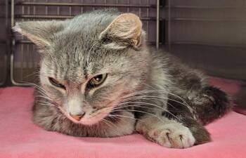 Sunbear -  Domestic Short Hair Cat for Adoption in Vancouver, Washington - Sunbear | PetCurious