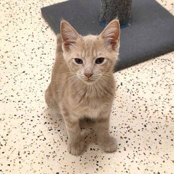Sandy -  Domestic Short Hair Cat for Adoption in Newport News, Virginia - Sandy | PetCurious