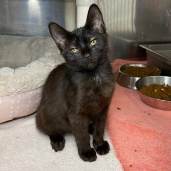 Inky -  Domestic Short Hair Cat for Adoption in Roanoke, Virginia - Inky | PetCurious
