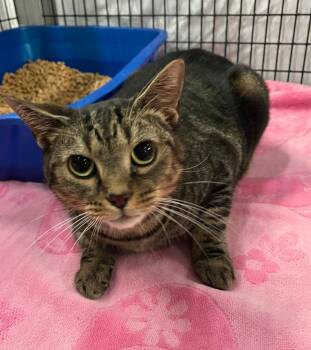 Rescue Domestic Short Hair Cats for Adoption in Raleigh, North Carolina - Cinnaboo | PetCurious
