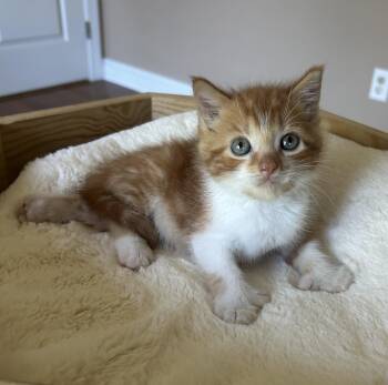 Pumpkin Peter -  Domestic Short Hair Cat for Adoption in Victor, New York - Pumpkin Peter | PetCurious