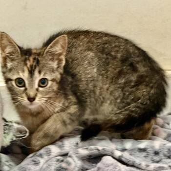 Glitter -  Domestic Short Hair Cat for Adoption in NEW PT RICHEY, Florida - Glitter | PetCurious