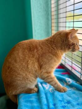 Domestic Short Hair Cats Available for Adoption - Sorbet | PetCurious
