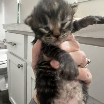Domestic Short Hair Cats Available for Adoption in Nampa, Idaho - Alexis | PetCurious