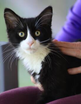 Domestic Medium Hair Cats Available for Adoption in North Fort Myers, Florida - Norris | PetCurious