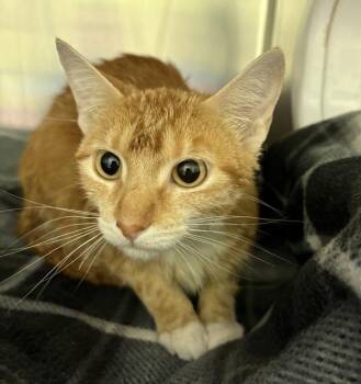 Domestic Short Hair Cats Available for Adoption in Sioux City, Iowa - Princess | PetCurious