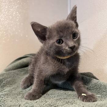 Kitten 1 -  Domestic Short Hair Cat for Adoption in San Gabriel, California - Kitten 1 | PetCurious
