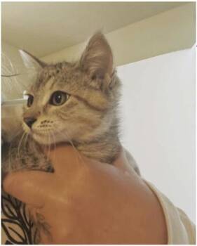 Gnarly -  Domestic Short Hair Cat for Adoption in Eugene, Oregon - Gnarly | PetCurious