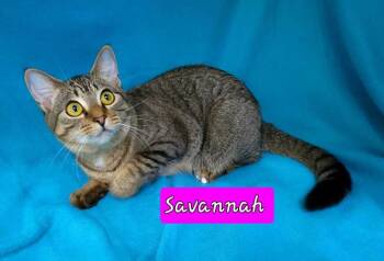 Rescue Domestic Short Hair Cats for Adoption in Jessup, Maryland - Savanah | PetCurious