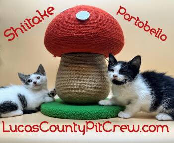 Rescue Domestic Medium Hair and Tuxedo Cats for Adoption in Toledo, Ohio - Portobello | PetCurious