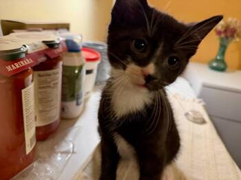 Koda Wi -  Domestic Short Hair Cat for Adoption in West Peoria, Illinois - Koda Wi | PetCurious