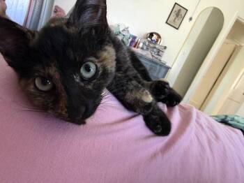Toad -  Tortoiseshell Cat for Adoption in Cottonwood Heights, Utah - Toad | PetCurious