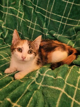 Rescue Domestic Short Hair Cats for Adoption in WDM, Iowa - Marty | PetCurious