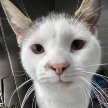 Genesis -  Domestic Short Hair Cat for Adoption in Naperville, Illinois - Genesis | PetCurious