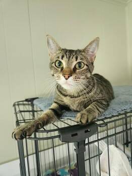 Gidgit -  Domestic Short Hair and Tabby Cat for Adoption in Magnolia Springs, Alabama - Gidgit | PetCurious
