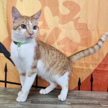 Rescue Domestic Short Hair Cats for Adoption in Normal, Illinois - Mellow | PetCurious