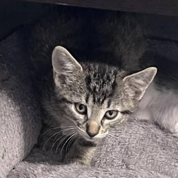 Little Cesar -  Domestic Short Hair Cat for Adoption in Wichita, Kansas - Little Cesar | PetCurious