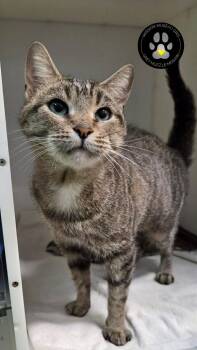 Zara -  Domestic Short Hair Cat for Adoption in Delson, Quebec - Zara | PetCurious