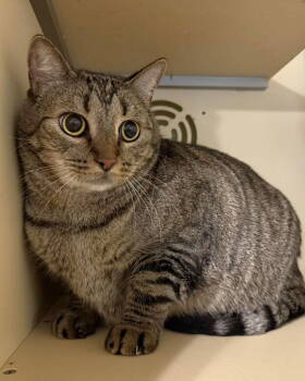 Rescue Tabby Cats for Adoption in Capshaw, Alabama - MUFFIN | PetCurious
