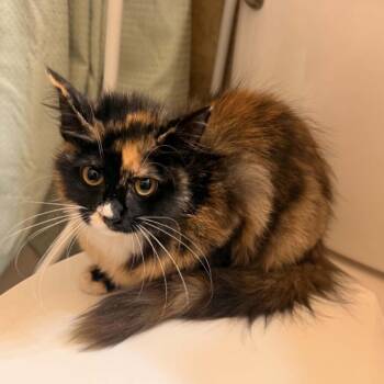 Margarita -  Domestic Medium Hair Cat for Adoption - Margarita | PetCurious