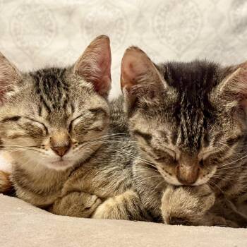 Bethany & Beaux -  Domestic Short Hair Cat for Adoption in Liverpool, Texas - Bethany & Beaux | PetCurious