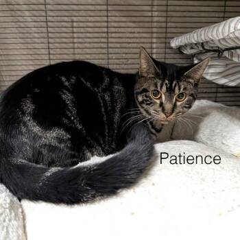 Tabby Cats Available for Adoption - Patience | PetCurious
