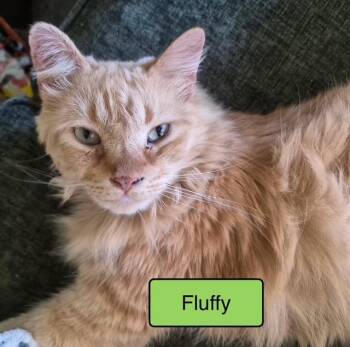 Domestic Long Hair Cats Available for Adoption - Fluffy | PetCurious