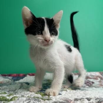 Liana -  Domestic Short Hair Cat for Adoption in San Antonio, Texas - Liana | PetCurious