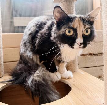 Francis -  Domestic Long Hair and Calico Cat Available for Adoption in Philadelphia, Pennsylvania - Francis | PetCurious