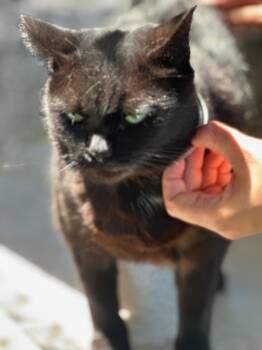 Rescue Domestic Short Hair Cats for Adoption in Middleburg, Florida - Lanie | PetCurious