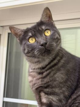 Rescue Domestic Short Hair Cats for Adoption in Pawleys Island, South Carolina - Shaw | PetCurious