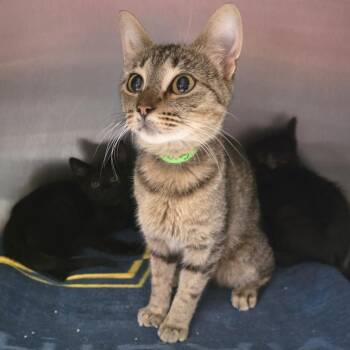 Lindsey Stirling -  Domestic Short Hair Cat for Adoption in Fort Wayne, Indiana - Lindsey Stirling | PetCurious