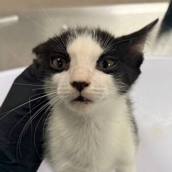 Domestic Short Hair Cats Available for Adoption in Las Cruces, New Mexico - Basil | PetCurious