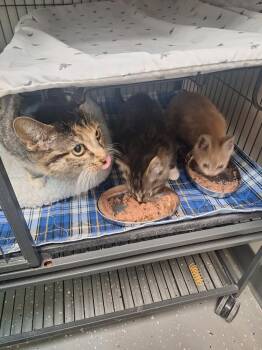 Domestic Short Hair Cats Available for Adoption - Rosie | PetCurious