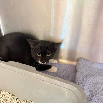 Commander -  Domestic Short Hair Cat for Adoption in Englewood, Florida - Commander | PetCurious