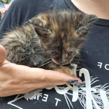 Godiva -  Domestic Short Hair Cat for Adoption in Leander, Texas - Godiva | PetCurious
