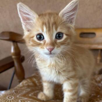 Cheez it -  Domestic Medium Hair Cat for Adoption in Taos, New Mexico - Cheez It | PetCurious