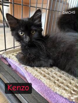 Kenzo -  Domestic Long Hair Cat for Adoption in Burlington, Iowa - Kenzo | PetCurious
