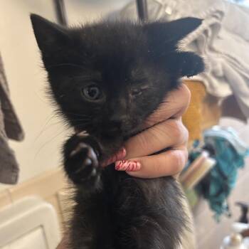 Wolf -  Domestic Short Hair Cat for Adoption in Newark, New Jersey - Wolf | PetCurious
