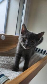 Harley (Yellow Collar) -  Domestic Short Hair Cat for Adoption in Fairfax, Virginia - Harley (Yellow Collar) | PetCurious