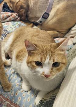 Rescue Domestic Short Hair Cats for Adoption in Blaine, Minnesota - Creamy | PetCurious