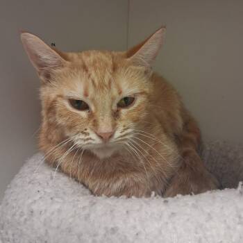 Clementine -  Domestic Short Hair Cat for Adoption in Dayton, Ohio - Clementine | PetCurious