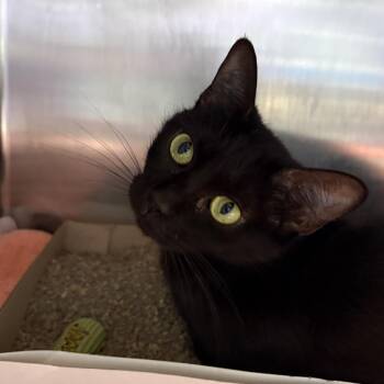 Shock -  Domestic Short Hair Cat for Adoption in Tampa, Florida - Shock | PetCurious