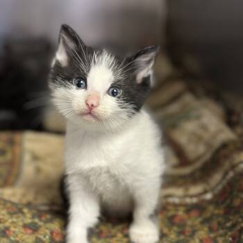 Rescue Domestic Short Hair Cats for Adoption in Fort Smith, Arkansas - Bambino | PetCurious