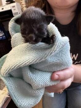 Domestic Short Hair Cats Available for Adoption in Lawrenceville, Georgia - Magnolia | PetCurious