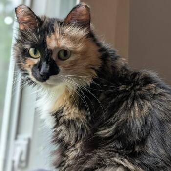 Thea -  Domestic Long Hair Cat for Adoption in Chaska, Minnesota - Thea | PetCurious